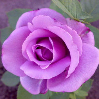 Роза чайно-гибридная Голубой Нил (Blue Nile)