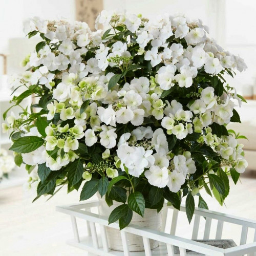 Гортензия крупнолистная Runaway Bride (Ранэвей Брайд)