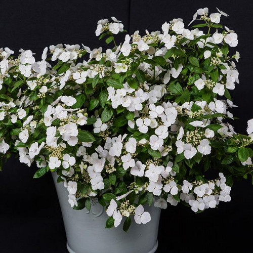 Гортензия крупнолистная Runaway Bride (Ранэвей Брайд)