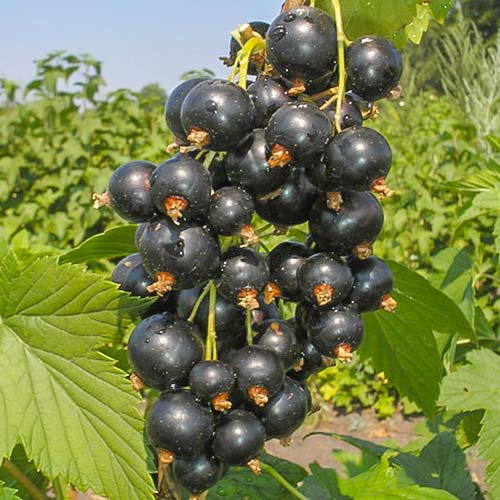 Смородина черная Ажурная