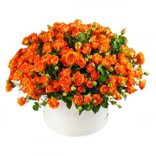 Роза флорибунда Феникс (Phoenix)