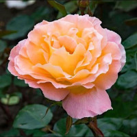 Роза флорибунда Розмари Харкнесс (Rosemary Harkness)