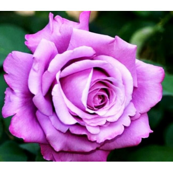 Роза чайно-гибридная Шарль де Голь