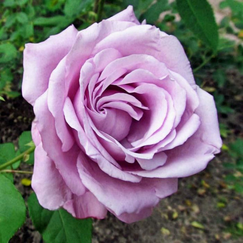 Роза чайно-гибридная Шарль де Голь