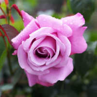 Роза чайно-гибридная Шарль де Голь