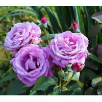 Роза чайно-гибридная Шарль де Голь