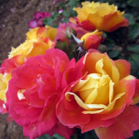 Роза чайно-гибридная Моника Лестурнель (Monique Lestournelle)