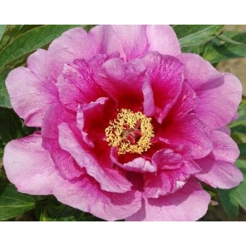 Пион Sonoma Amethyst (Сонома Аметист)