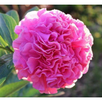 Пион Carnation Bouquet (Корнейшн Букет)