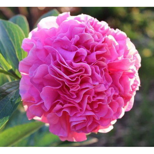Пион Carnation Bouquet (Корнейшн Букет)