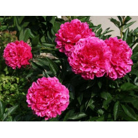 Пион Kansas (Канзас)