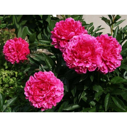 Пион Kansas (Канзас)