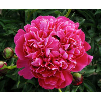 Пион Kansas (Канзас)