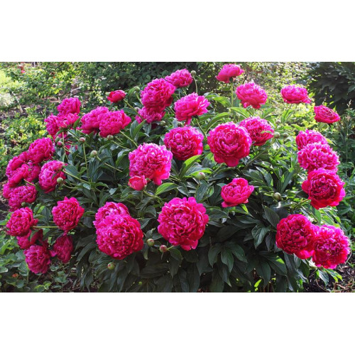 Пион Kansas (Канзас)