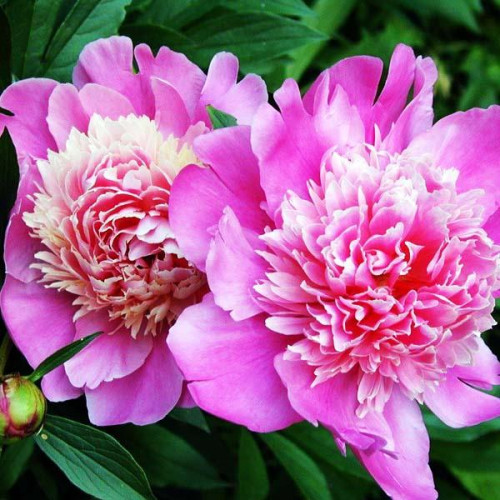 Пион Whopper (Уоппер)