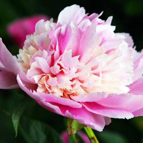 Пион Whopper (Уоппер)