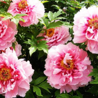 Пион Серебристый ручей