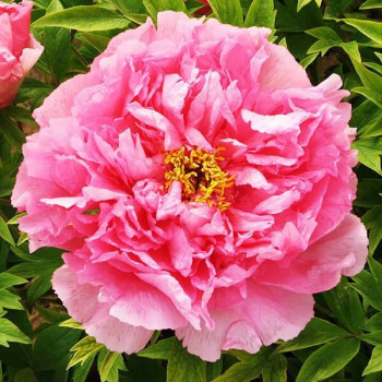 Пион Серебристый ручей