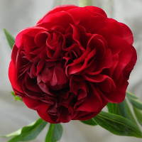 Пион Сarol (Кэрол)