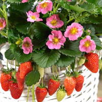 Клубника Пинк Панда (5 шт.)