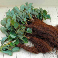 Клубника Пинк Панда (5 шт.)