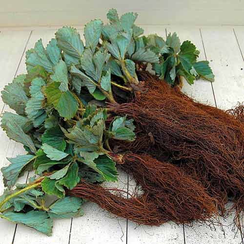 Клубника Пинк Панда (5 шт.)