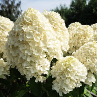 Гортензия метельчатая Summer Snow