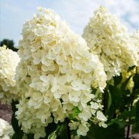 Гортензия метельчатая Summer Snow
