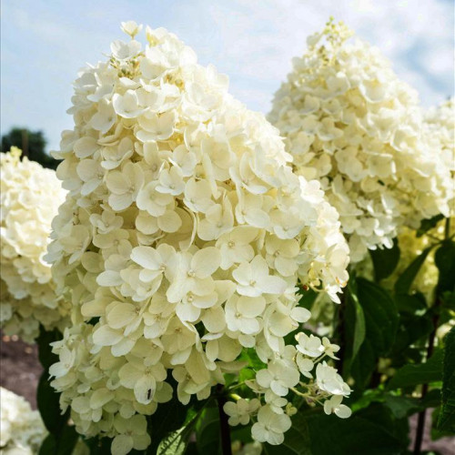 Гортензия метельчатая Summer Snow