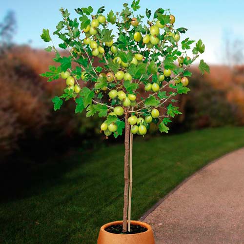 Крыжовник на штамбе Белый триумф