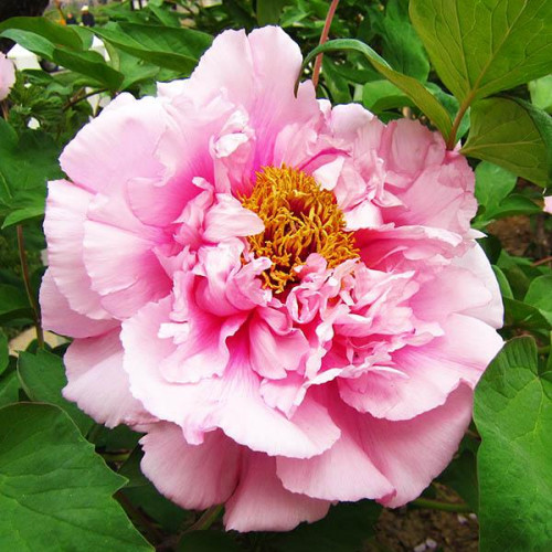 Пион Розовая Река