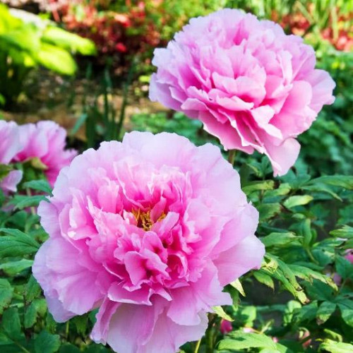 Пион Розовая Река