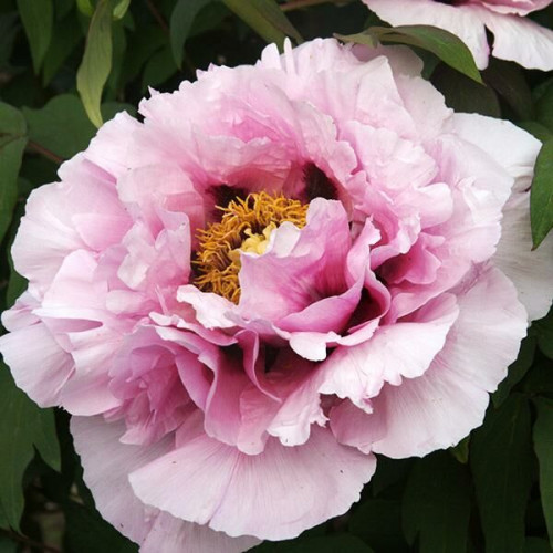 Пион Розовая Река