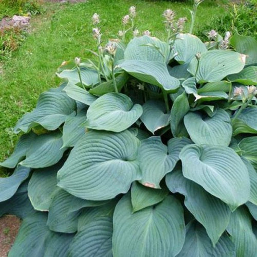 Саженцы Хоста гибридная T Rex (Ти Рэкс) XL