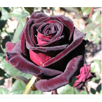 Роза чайно-гибридная Блэк Баккара (Black Baccara)