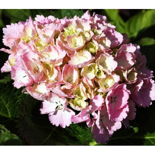 Гортензия крупнолистная Sinderella (Синдерела)