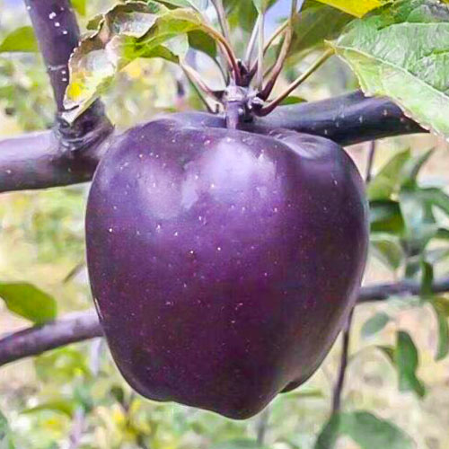 Яблоня Черный бриллиант
