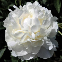 Пион White Towers (Уайт Тауэрс)