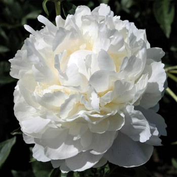 Пион White Towers (Уайт Тауэрс)