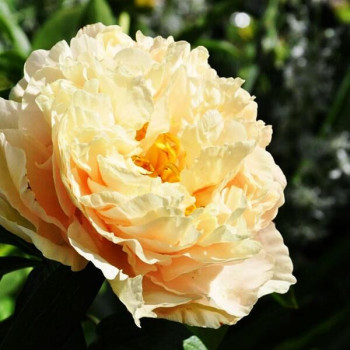 Пион Sunny Girl (Санни Гёрл)