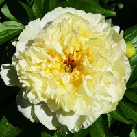 Пион Sunny Girl (Санни Гёрл)