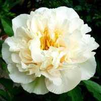 Пион Sunny Girl (Санни Гёрл)