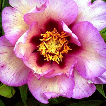 Пион Vision of Sugar Plums (Визион оф Шугар Пламс)