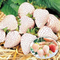 Клубника ремонтантная (крупноплодная) Анабланка (5 шт.)