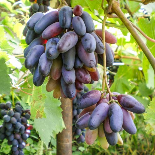 Виноград кишмиш Черный палец