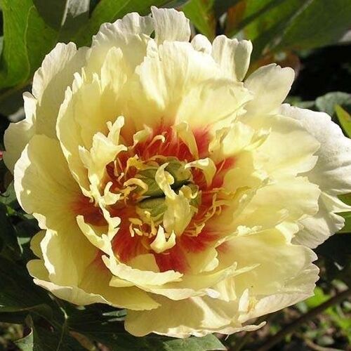 Пион Yellow Heaven (Йеллоу Хэвен)