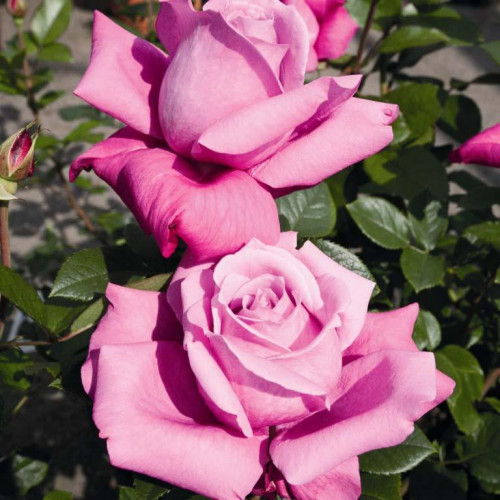 Роза чайно-гибридная Блю Парфюм (Blue Parfum)