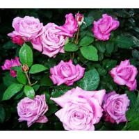 Роза чайно-гибридная Блю Парфюм (Blue Parfum)