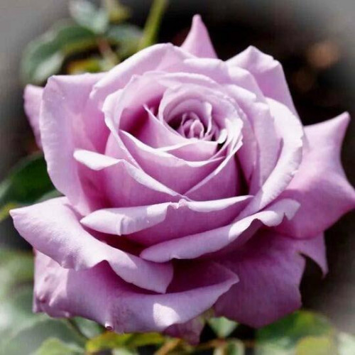 Роза чайно-гибридная Блю Парфюм (Blue Parfum)