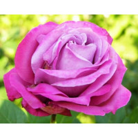 Роза чайно-гибридная Блю Парфюм (Blue Parfum)